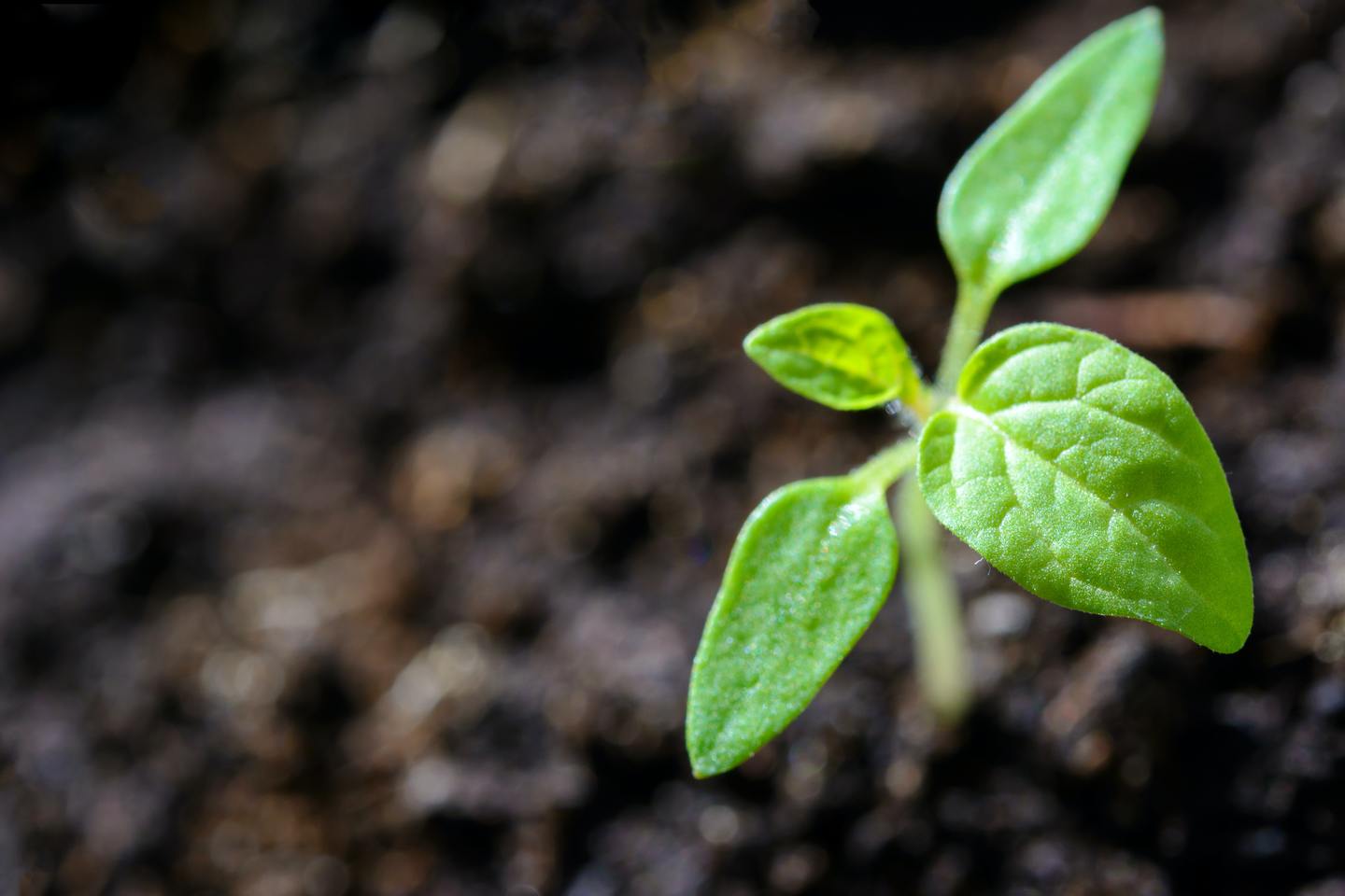 Nutrición basada en plantas para un estilo de vida más saludable