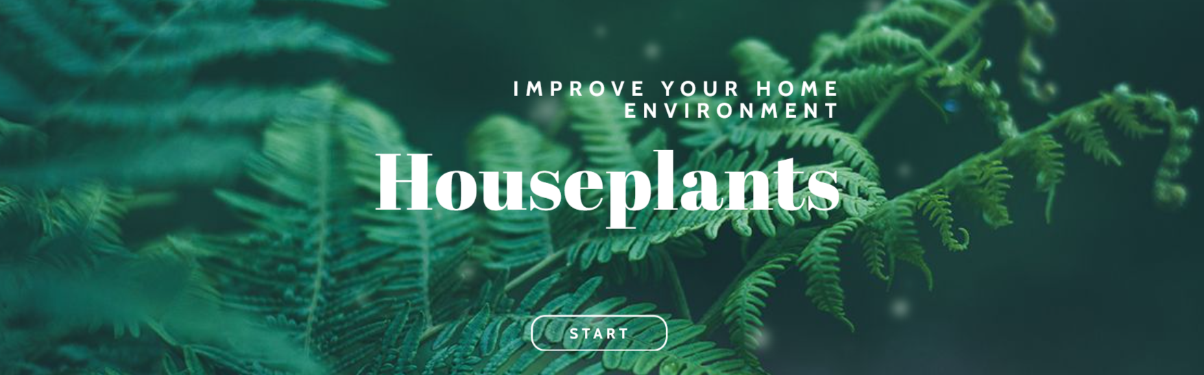 Improve Your Home Environment with Houseplants
